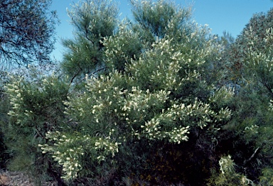 APII jpeg image of Grevillea pterosperma  © contact APII