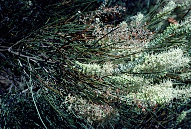 APII jpeg image of Grevillea pterosperma  © contact APII