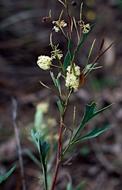 APII jpeg image of Grevillea synapheae  © contact APII