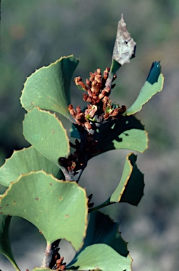 APII jpeg image of Hakea brownii  © contact APII