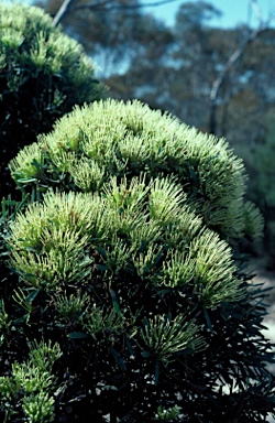 APII jpeg image of Hakea corymbosa  © contact APII