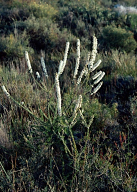 APII jpeg image of Hakea costata  © contact APII