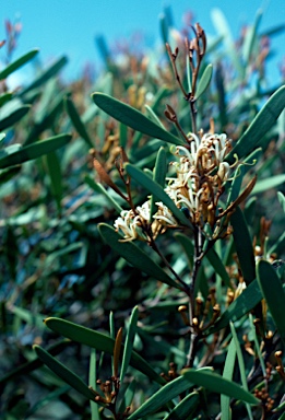 APII jpeg image of Hakea pandanicarpa subsp. crassifolia  © contact APII