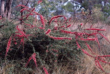 APII jpeg image of Hakea 'Burrendong Beauty'  © contact APII