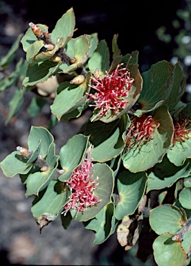 APII jpeg image of Hakea cucullata  © contact APII