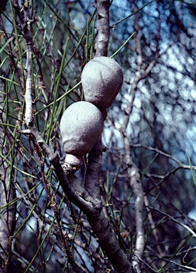 APII jpeg image of Hakea platysperma  © contact APII