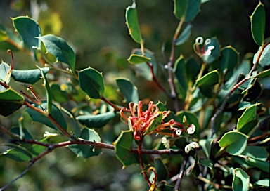 APII jpeg image of Hakea denticulata  © contact APII