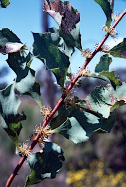 APII jpeg image of Hakea undulata  © contact APII