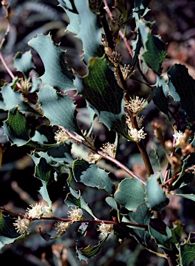 APII jpeg image of Hakea undulata  © contact APII