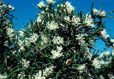 APII jpeg image of Hakea varia  © contact APII