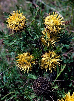 APII jpeg image of Isopogon anemonifolius  © contact APII