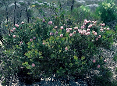 APII jpeg image of Isopogon divergens  © contact APII