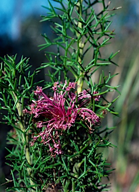 APII jpeg image of Isopogon heterophyllus  © contact APII