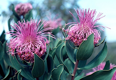 APII jpeg image of Isopogon latifolius  © contact APII