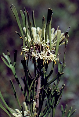 APII jpeg image of Isopogon mnoraifolius  © contact APII