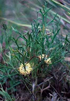 APII jpeg image of Isopogon petiolaris  © contact APII