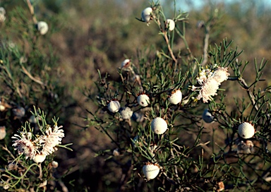 APII jpeg image of Isopogon teretifolius subsp.  © contact APII