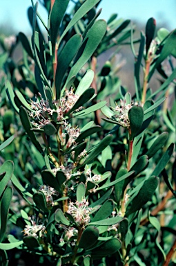 APII jpeg image of Isopogon buxifolius  © contact APII