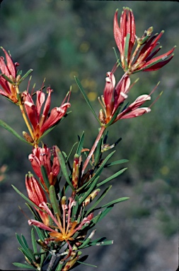 APII jpeg image of Lambertia multiflora  © contact APII