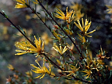 APII jpeg image of Lambertia multiflora  © contact APII