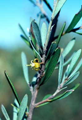 APII jpeg image of Persoonia brevirhachis  © contact APII