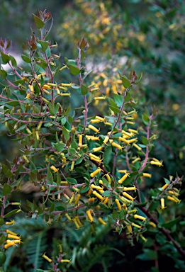 APII jpeg image of Persoonia myrtilloides  © contact APII