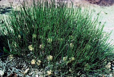 APII jpeg image of Petrophile longifolia  © contact APII