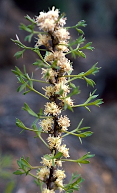 APII jpeg image of Petrophile squamata subsp. squamata MS  © contact APII