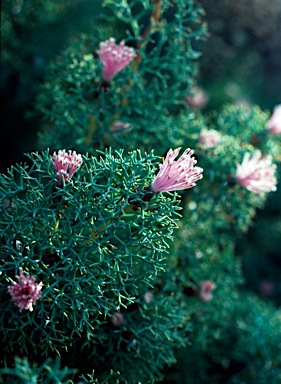 APII jpeg image of Isopogon gardneri  © contact APII