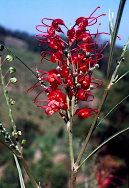 APII jpeg image of Grevillea longistyla  © contact APII