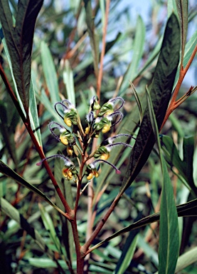 APII jpeg image of Grevillea venusta  © contact APII