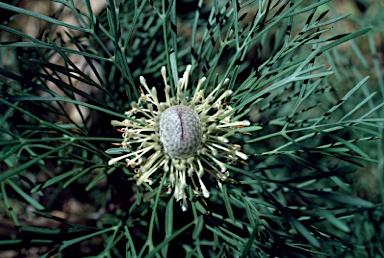 APII jpeg image of Isopogon dawsonii  © contact APII