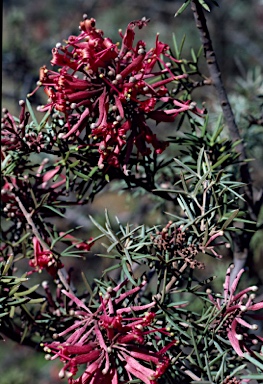 APII jpeg image of Grevillea huegelii  © contact APII