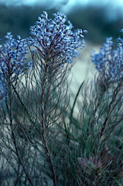 APII jpeg image of Conospermum filifolium  © contact APII