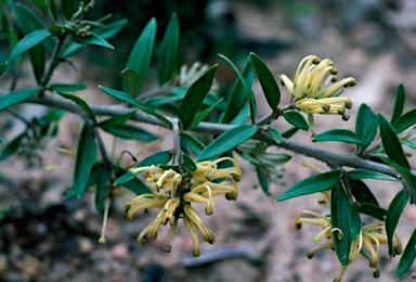 APII jpeg image of Grevillea 'Canterbury Gold'  © contact APII