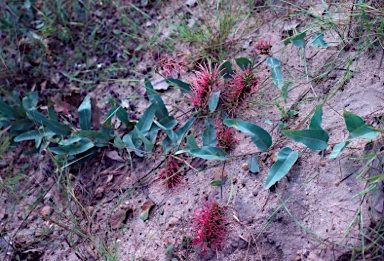 APII jpeg image of Grevillea goodii  © contact APII