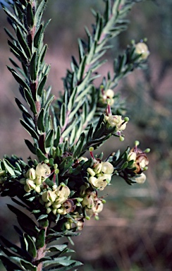 APII jpeg image of Grevillea jephcottii  © contact APII