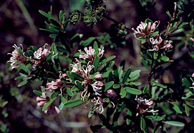 APII jpeg image of Grevillea linearifolia  © contact APII