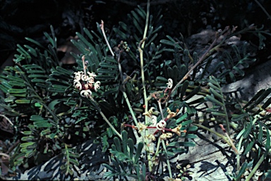 APII jpeg image of Grevillea prostrata  © contact APII