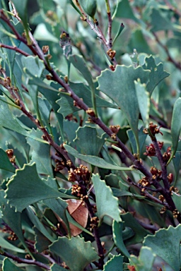 APII jpeg image of Hakea flabellifolia  © contact APII