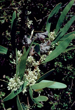 APII jpeg image of Hakea florulenta  © contact APII