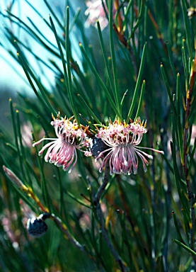 APII jpeg image of Isopogon teretifolius subsp.  © contact APII