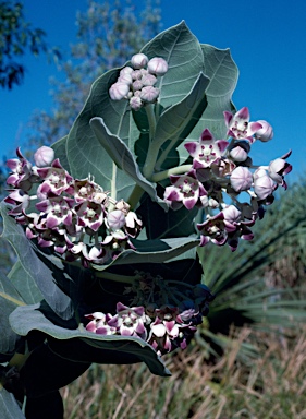 APII jpeg image of Calotropis procera  © contact APII