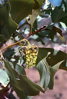 APII jpeg image of Grevillea agrifolia  © contact APII