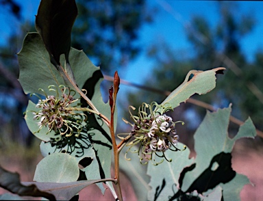 APII jpeg image of Grevillea agrifolia  © contact APII