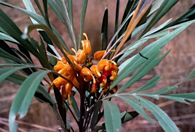 APII jpeg image of Grevillea refracta  © contact APII