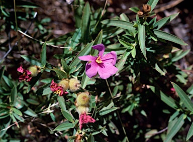 APII jpeg image of Osbeckia australiana  © contact APII