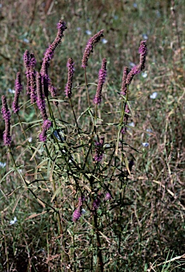 APII jpeg image of Pogostemon stellatus  © contact APII