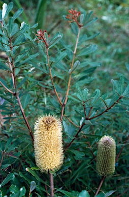 APII jpeg image of Banksia oblongifolia  © contact APII