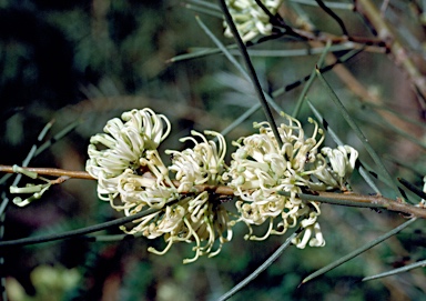 APII jpeg image of Hakea leucoptera  © contact APII